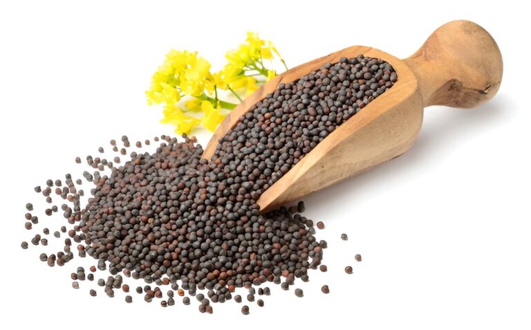 Canola Seeds